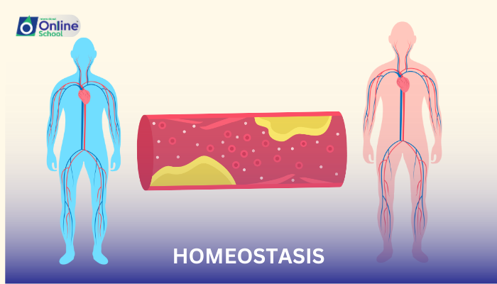 Lesson 01: Introduction to Homeostasis